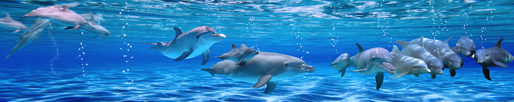 Dauphins